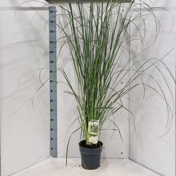 Cortaderia selloana