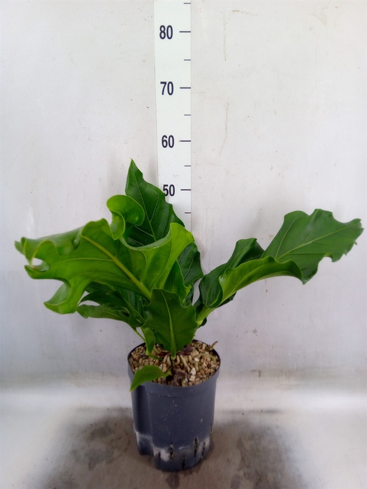 <h4>Anthurium crass. 'Karma Birdnest'</h4>