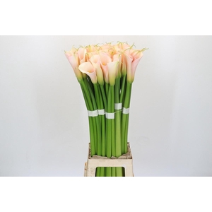 ZANTEDESCHIA EYDOLLS SALMON*