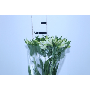 ALSTROEMERIA WHITNEY 080 CM
