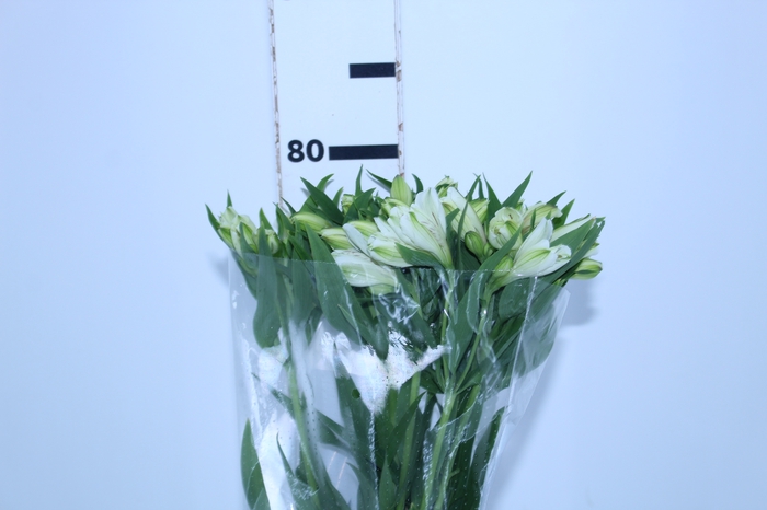 ALSTROEMERIA WHITNEY 080 CM