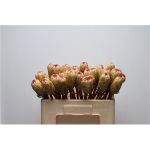 Protea Grandicolor No Leaves