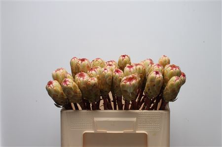 <h4>Protea Grandicolor No Leaves</h4>