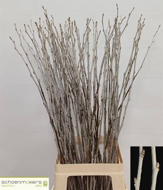 <h4>POPULUS ALBA</h4>