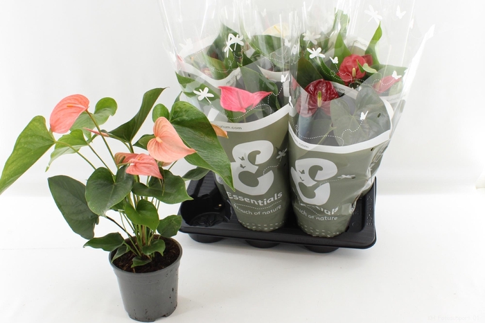 <h4>ANTHU AN GEM 4 KL</h4>