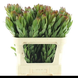 LEUCAD SAF GOLDSTRIK