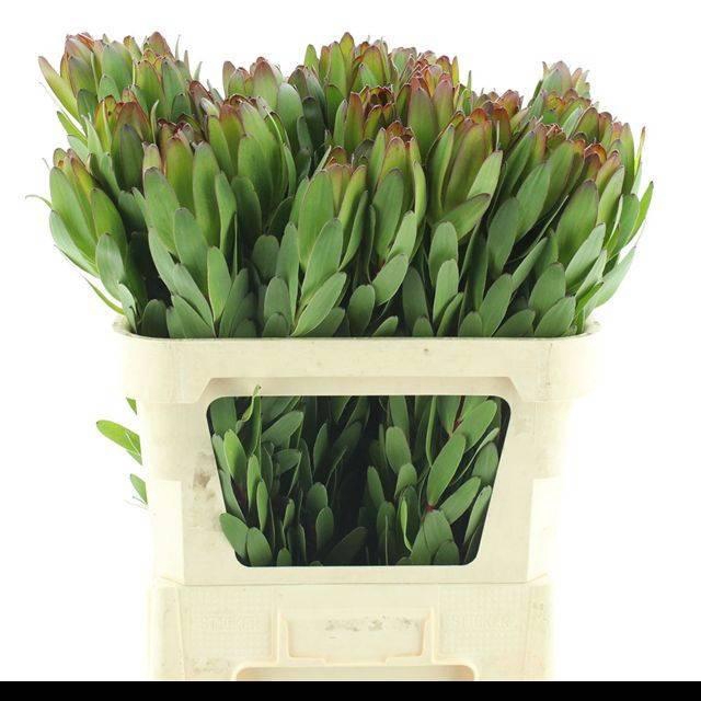 <h4>LEUCAD SAF GOLDSTRIK</h4>