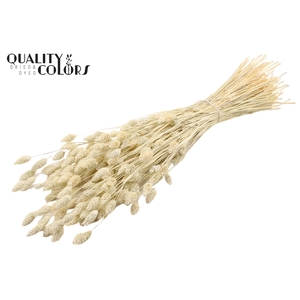 Phalaris per bunch Intense Frosted White