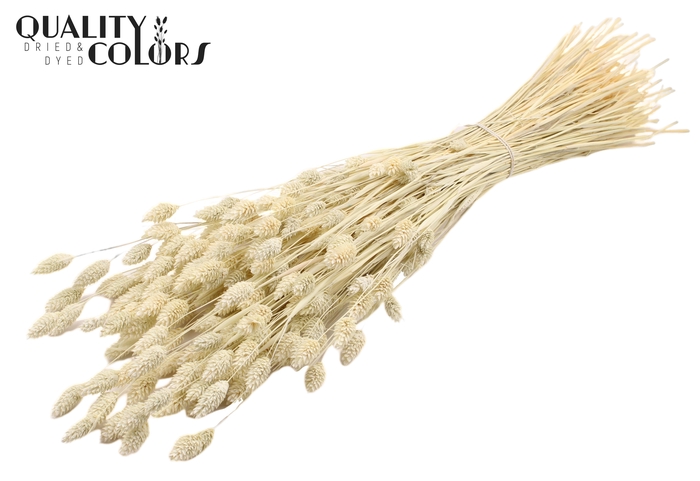 <h4>Phalaris per bunch Intense Frosted White</h4>