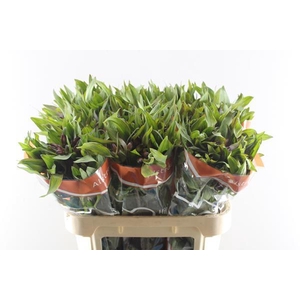 Alstr Hiphop (oranje)