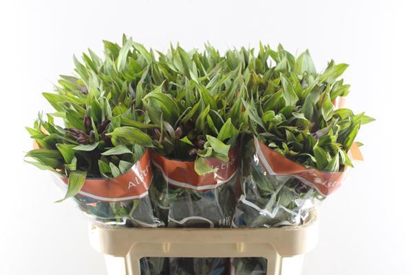 <h4>Alstr Hiphop (oranje)</h4>