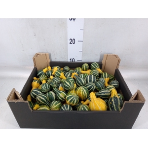 Cucurbita pepo 'Pear Bicolor'
