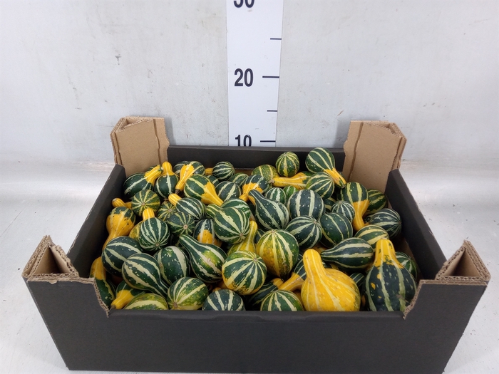 <h4>Cucurbita pepo 'Pear Bicolor'</h4>