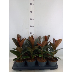 Ficus elastica 'Melany'