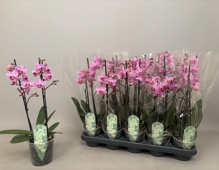 <h4>PHAL MF AN SANTIAGO</h4>