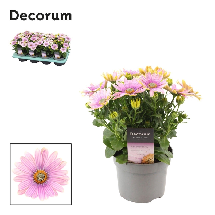 <h4>Osteospermum Cape Daisy Softly Pink</h4>