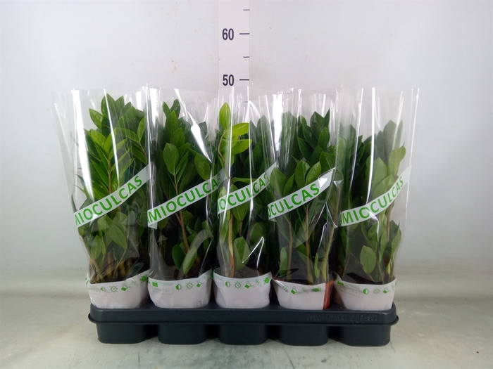 <h4>Zamioculcas zamiifolia</h4>