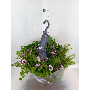 Petunia  'Surfinia'   ...