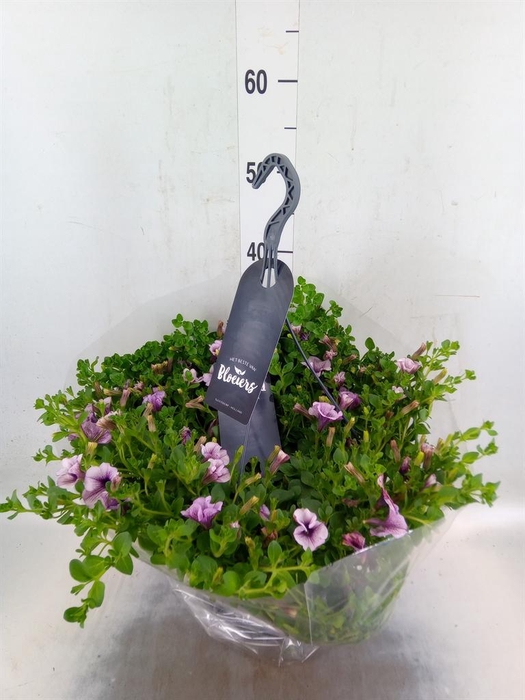 <h4>Petunia  'Surfinia'   ...</h4>