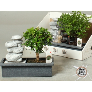 BONSAI GEM