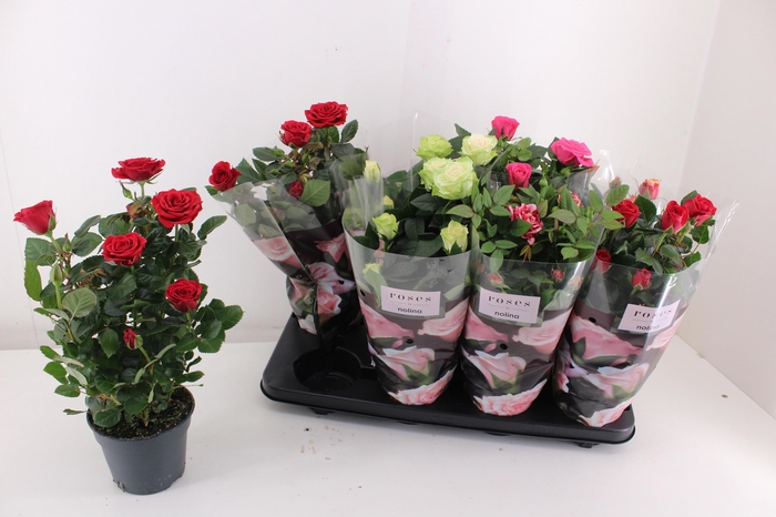 <h4>RO PATHIT GEM 5 SRT</h4>