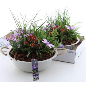 ARR TUINPLANTEN
