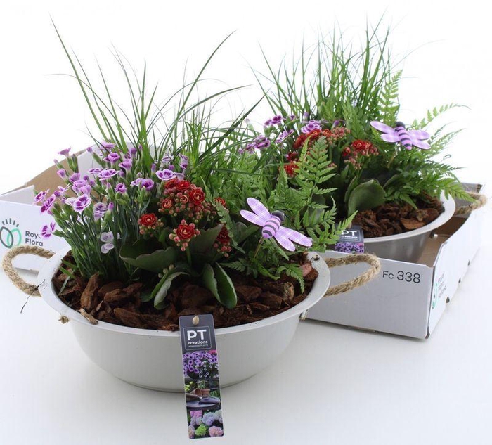 <h4>ARR TUINPLANTEN</h4>