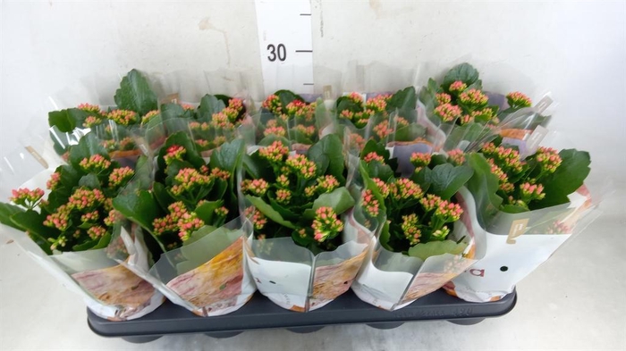 <h4>Kalanchoe blos. 'RosDon Justino'</h4>
