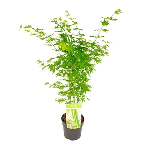 Acer palm. 'Going Green'®