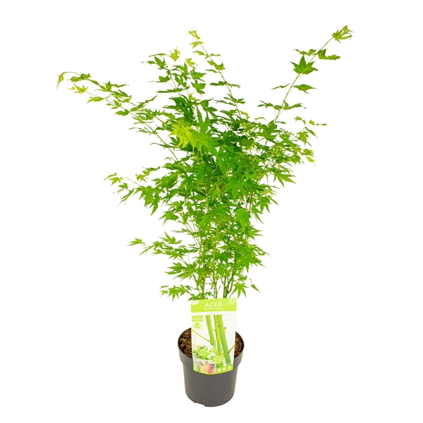 <h4>Acer palm. 'Going Green'®</h4>