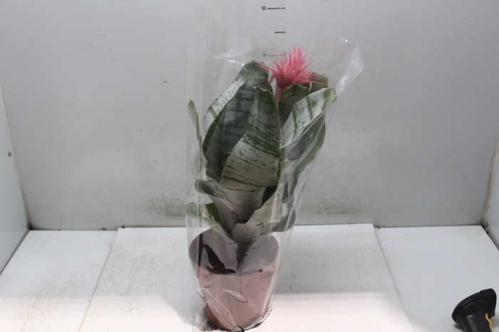 <h4>AECHMEA FASCIATA P17</h4>