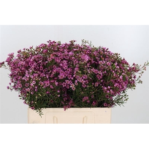 Chame Un Gra Jupiter