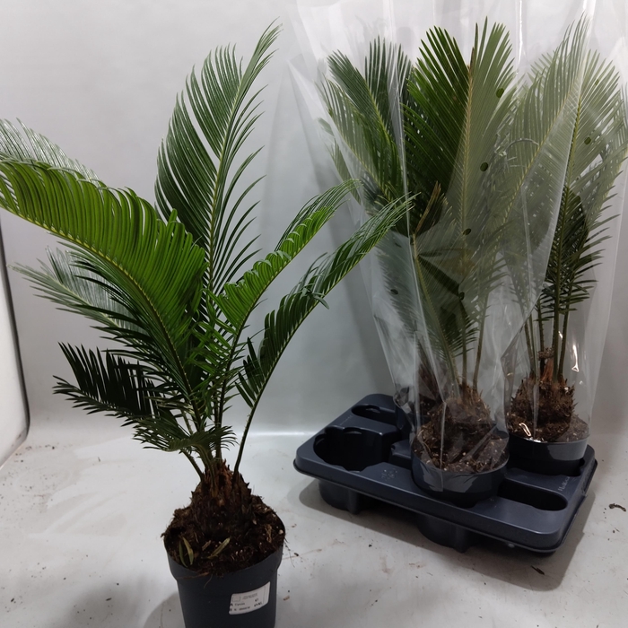 <h4>CYCAS REVOLUTA</h4>