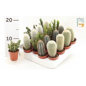 CACTUS GEM