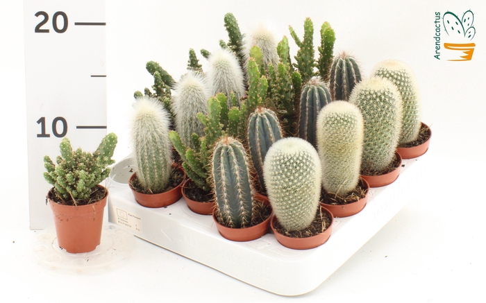 <h4>CACTUS GEM</h4>