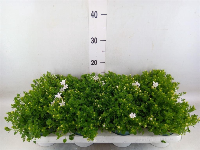 <h4>Campanula porten.</h4>