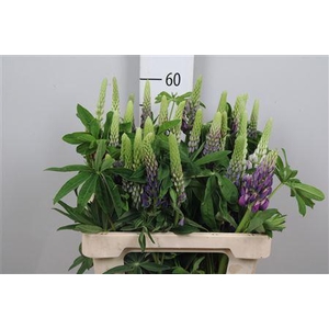 Lupinus