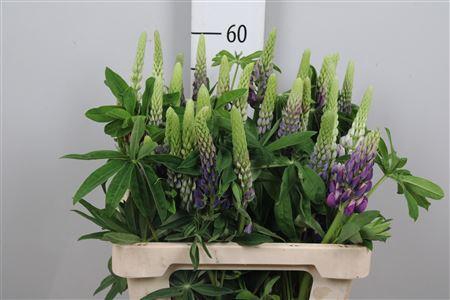 <h4>Lupinus</h4>