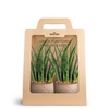 2-Pack Grove, Fernwood P7