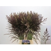 Panicum Umbrella