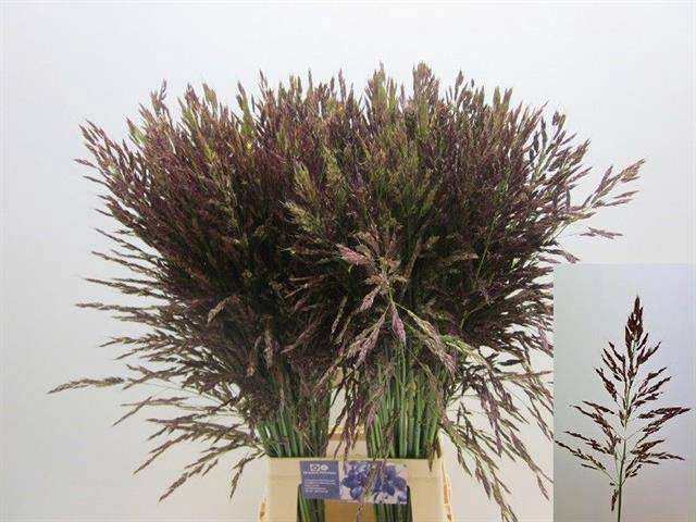 <h4>Panicum Umbrella Groove</h4>