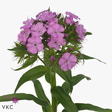DI BARB B LILAC