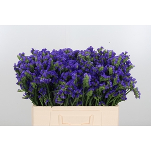 Statice Crystal Dark Blue