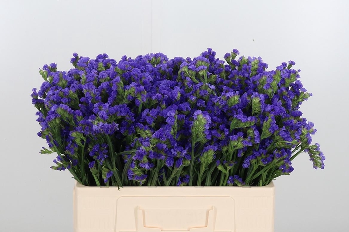 <h4>Statice Crystal Dark Blue</h4>