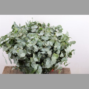 Euca Cinerea 50 Cm P Stem