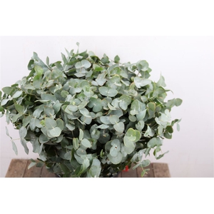 Euca Cinerea 50 Cm P Stem