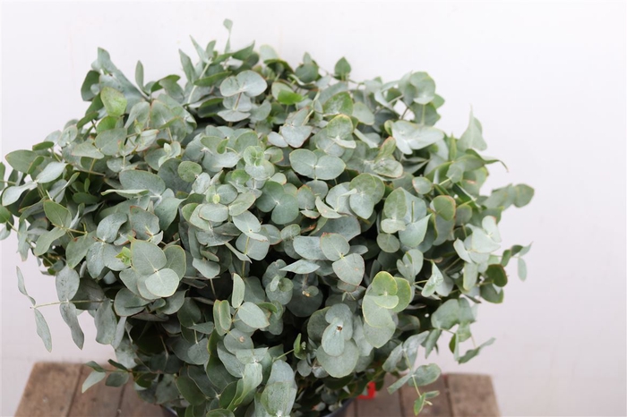 <h4>Euca Cinerea 50 Cm P Stem</h4>