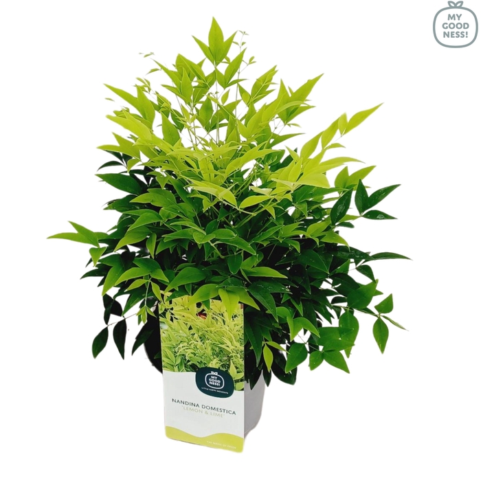 <h4>Nandina domestica 'Lemon & Lime' P17</h4>