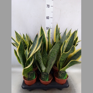 Sansevieria trifa. 'Futura Superba'