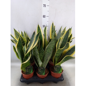 Sansevieria trifa. 'Futura Superba'